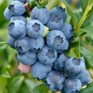 Vaccinium corymbosum 'Goldtraube' borówka wysoka 'Goldtraube'