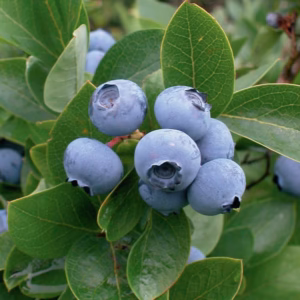 Vaccinium corymbosum 'Patriot' borówka wysoka 'Patriot'