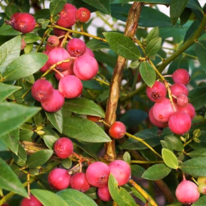 Vaccinium 'Pink Lemonade' borówka 'Pink Lemonade'