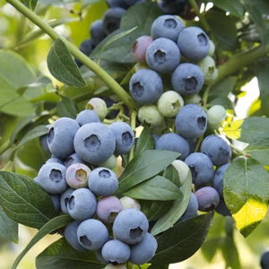 Vaccinium corymbosum 'Toro' borówka wysoka 'Toro'