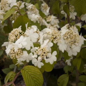 Viburnum plicatum 'Kilimanjaro' PBR kalina japońska 'Kilimanjaro'