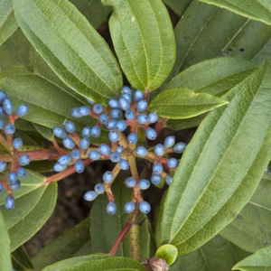Viburnum davidii kalina Dawida