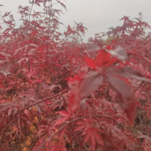 Acer palmatum 'Atropurpureum’ klon palmowy 'Atropurpureum’ (wys. 160-190 cm)