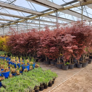Acer palmatum 'Atropurpureum’ klon palmowy 'Atropurpureum’ (wys. 200-230 cm)
