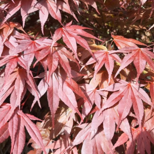 Acer palmatum 'Atropurpureum’ klon palmowy 'Atropurpureum’