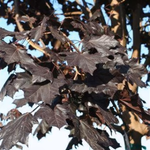 Acer platanoides 'Crimson King' klon pospolity 'Crimson King' (obw. pnia 20-22 cm)