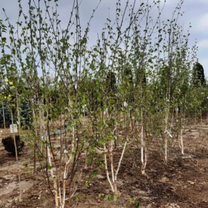 Betula utilis 'Doorenbos’ brzoza pożyteczna 'Doorenbos’ forma wielopniowa (obw. pnia 3-4 cm)