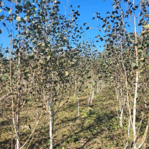 Betula utilis 'Doorenbos’ brzoza pożyteczna 'Doorenbos’ (obw. pnia 8-10 cm)