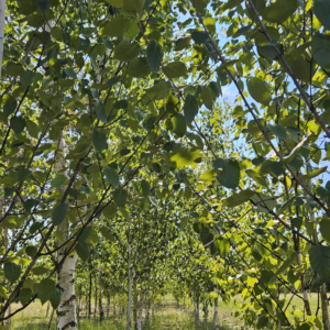 Betula utilis 'Doorenbos’ brzoza pożyteczna 'Doorenbos’ (obw. pnia 12-14 cm)
