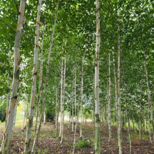 Betula pendula 'Fastigiata’ brzoza brodawkowata 'Fastigiata’ (obw. pnia 12-14 cm)