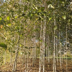 Betula pendula 'Fastigiata' brzoza brodawkowata 'Fastigiata' (obw. pnia 4-6 cm)
