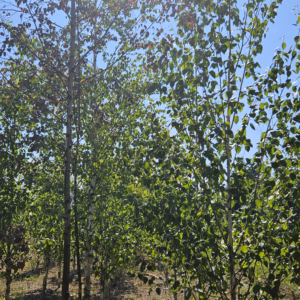 Betula pendula 'Fastigiata’ brzoza brodawkowata 'Fastigiata’ (obw. pnia 6-8 cm)