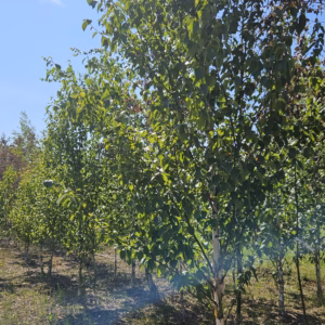 Betula pendula 'Fastigiata’ brzoza brodawkowata 'Fastigiata’ (obw. pnia 8-10 cm)