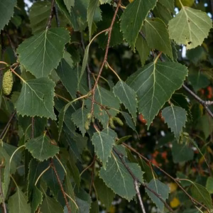 Betula pendula brzoza brodawkowata (obw. pnia 18 cm)
