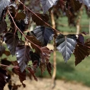 Betula pendula 'Royal Frost’ brzoza brodawkowata 'Royal Frost’ (obw. pnia 8-10 cm)