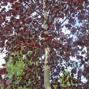 Betula pendula 'Royal Frost’ brzoza brodawkowata 'Royal Frost’ (obw. pnia 18-20 cm)