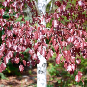 Betula pendula 'Royal Frost’ brzoza brodawkowata 'Royal Frost’ (obw. pnia 10-12)