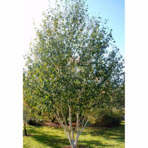 Betula utilis 'Doorenbos’ brzoza pożyteczna 'Doorenbos’ forma wielopniowa (obw. pnia 8-10 cm)