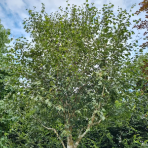 Betula utilis 'Doorenbos’ brzoza pożyteczna 'Doorenbos’ (obw. pnia 14-16 cm)