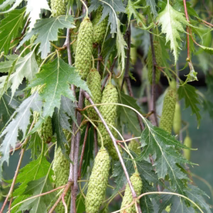 Betula pendula 'Laciniata’ brzoza brodawkowata 'Laciniata’ (obw. pnia 21-23 cm)