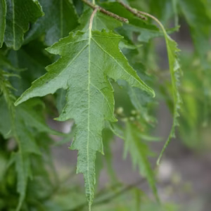 Betula pendula 'Laciniata' brzoza brodawkowata 'Laciniata' (obw. pnia 18-20 cm)