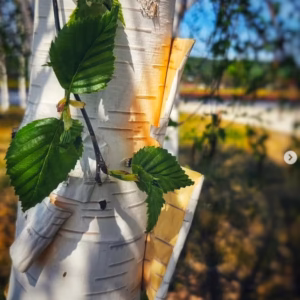 Betula utilis 'Doorenbos’ brzoza pożyteczna 'Doorenbos’ BIG (obw. pnia 18-20 cm)