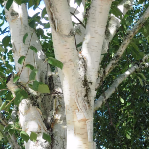 Betula utilis 'Doorenbos’ brzoza pożyteczna 'Doorenbos’ (obw. pnia 16-18 cm)