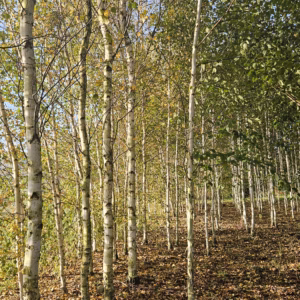 Betula pendula 'Fastigiata’ brzoza brodawkowata 'Fastigiata’ (obw. pnia 10-12 cm)