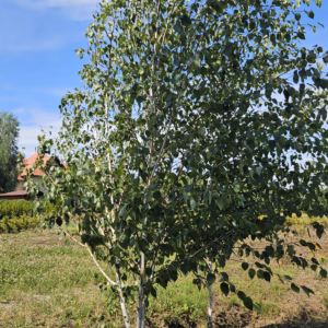 Betula utilis 'Doorenbos’ brzoza pożyteczna 'Doorenbos’ forma wielopniowa (obw. pnia 4-6 cm)