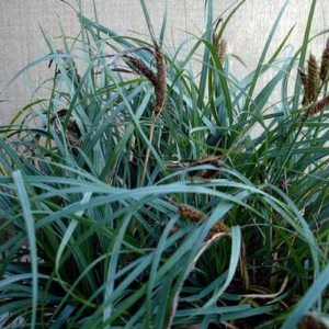 Carex flacca 'Blue Zinger' turzyca sina 'Blue Zinger'