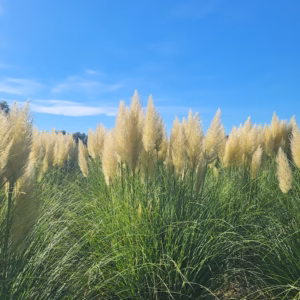 Cortaderia selloana 'Evita' PBR trawa pampasowa 'Evita'