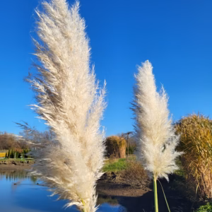 Cortaderia selloana 'Pumila' trawa pampasowa 'Pumila'