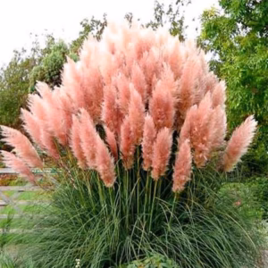 Cortaderia selloana 'Rosea' trawa pampasowa 'Rosea'