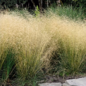 Deschampsia cespitosa 'Goldschleier' śmiałek darniowy 'Goldschleier'