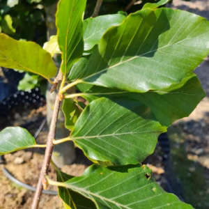 Fagus sylvatica 'Dawyck' buk pospolity 'Dawyck' (obw. pnia 18-20 cm)