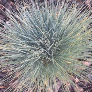 Festuca glauca kostrzewa sina