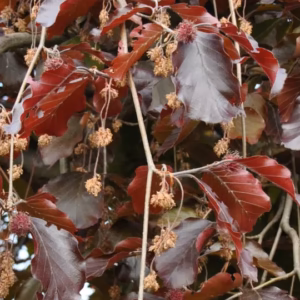 Fagus sylvatica 'Purpurea Pendula’ buk pospolity 'Purpurea Pendula’ (wys. 160-180 cm)