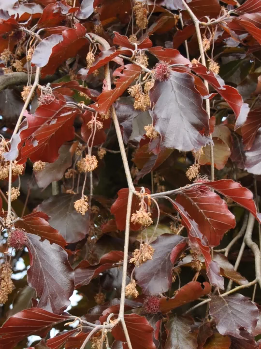 f._purpurea pendula 2