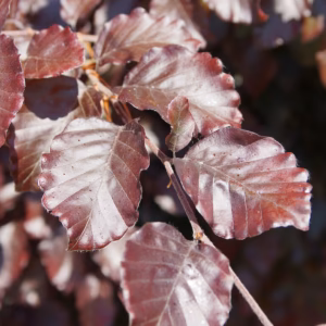 Fagus sylvatica 'Purpurea Pendula’ buk pospolity 'Purpurea Pendula’ (wys. 200-250 cm)