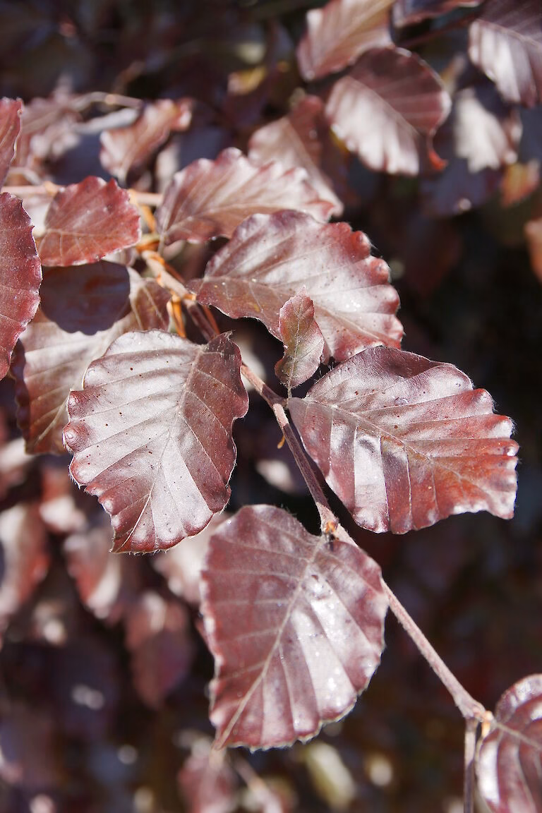 f._purpurea pendula 3