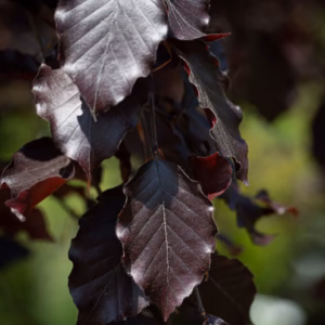 Fagus sylvatica 'Purpurea Pendula' buk pospolity 'Purpurea Pendula' (wys. 140-160 cm)