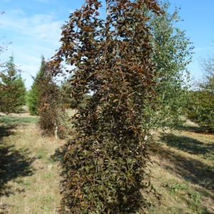 Fagus sylvatica 'Purpurea Pendula’ buk pospolity 'Purpurea Pendula’ (wys. 270-300 cm)