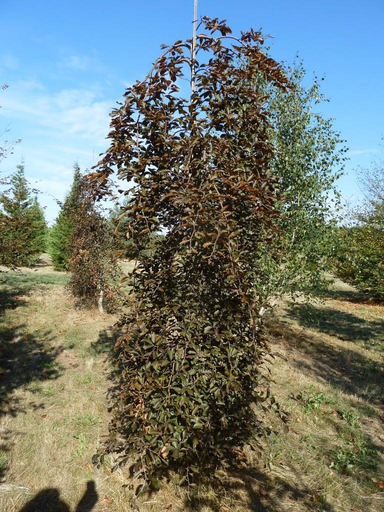 f._purpurea pendula 4