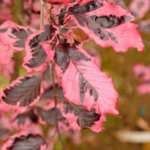 Fagus sylvatica 'Tricolor' buk pospolity 'Tricolor' (obw. pnia 4-6 cm)
