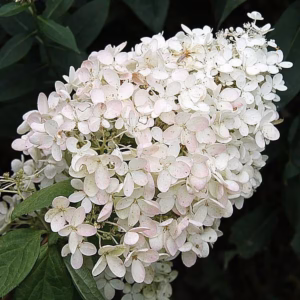 Hydrangea paniculata 'Grandiflora' hortensja bukietowa 'Grandiflora'