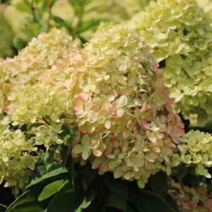 Hydrangea paniculata 'Mojito' PBR hortensja bukietowa 'Mojito'