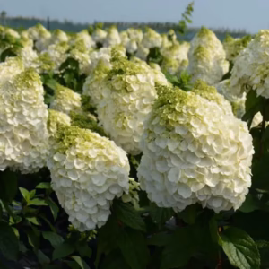 Hydrangea paniculata 'Magical Mont Blanc' PBR hortensja bukietowa 'Magical Mont Blanc'