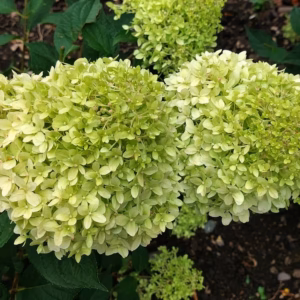 Hydrangea paniculata 'Pixio' PBR hortensja bukietowa 'Pixio'