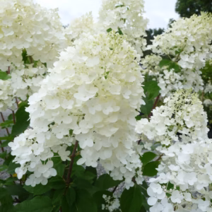 Hydrangea paniculata 'Silver Dollar' hortensja bukietowa 'Silver Dollar'