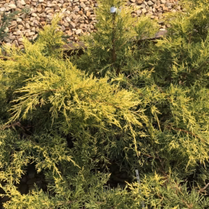 Juniperus media 'Gold Star’ jałowiec pośredni 'Gold Star’ (średnica 100-120 cm) WYPRZEDAŻ
